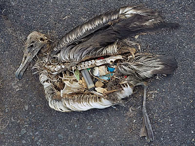 albatross eats plastic