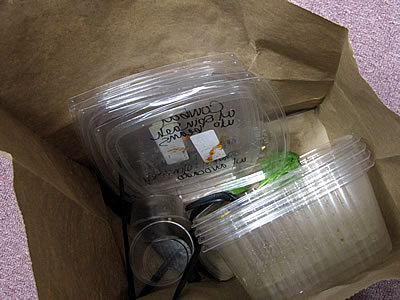 Mixt Greens salad boxes Mixt Greens salad boxes