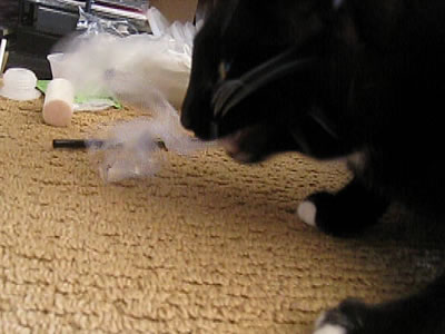 cat eats plastic