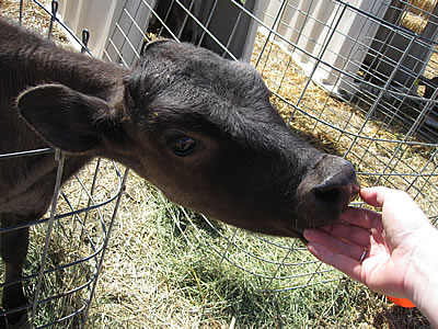 cow at Springhill cheese company cow at Springhill cheese company