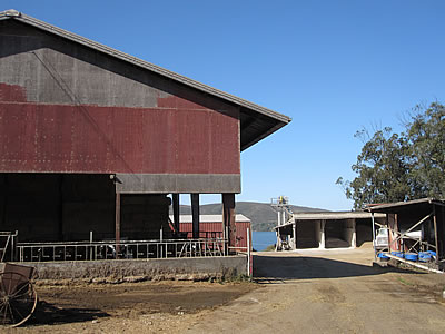 Straus organic dairy farm
