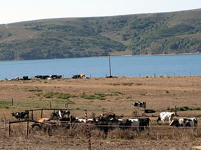 Straus organic dairy farm