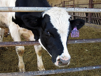 Straus organic dairy farm
