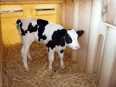 Straus organic dairy farm