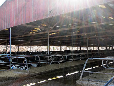 Straus organic dairy farm