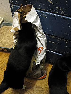 Swheatscoop cat litter