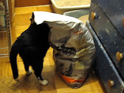 Swheatscoop cat litter