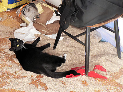 Swheatscoop cat litter