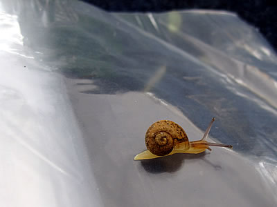 Temescal Farmers Market Temescal Farmers Market