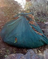 Molly de Vries of Ambatalia