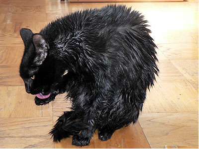 Wet pissed off cat after a bath Wet pissed off cat after a bath