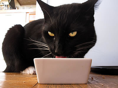 ceramic cat food dish ceramic cat food dish