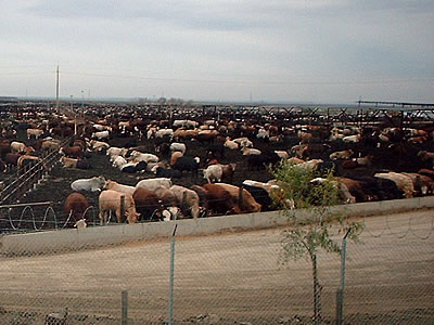 Harris Ranch feedlot sucks Harris Ranch feedlot sucks