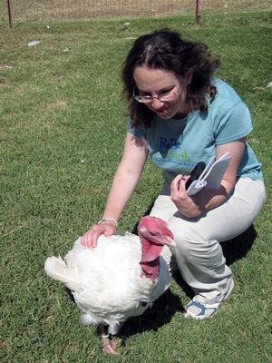 turkey Beth pets turkey