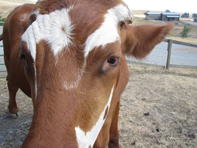 Harrison the steer Harrison the steer