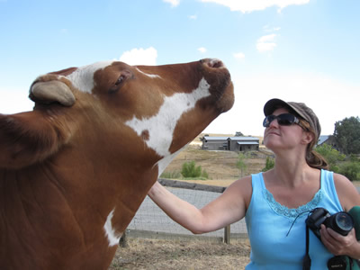 Harrison the steer Harrison the steer