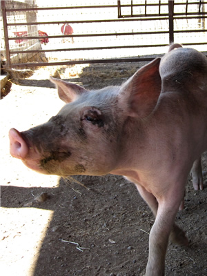 Blossom the pig Blossom the pig