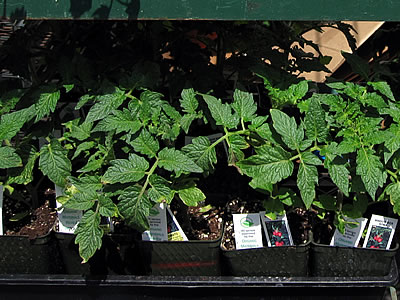 plastic tomato plant pots