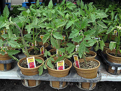 Ecoforms compostable plant containers