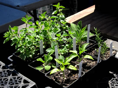 herbs in plastic pots