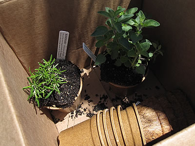 herbs transferred to Ecoforms pots