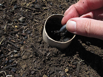 toilet roll plant pot