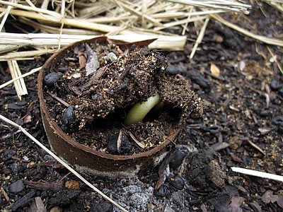 toilet roll plant pot