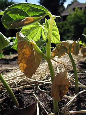 dying wax beans dying wax beans