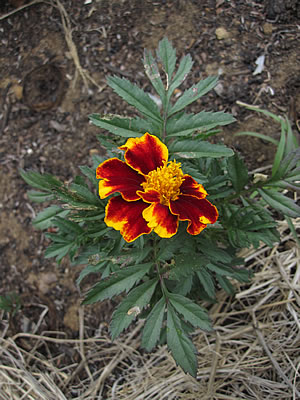 marigolds marigolds