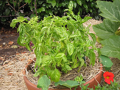 scrawny basil plant scrawny basil plant