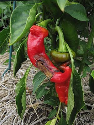 chili pepper chili pepper
