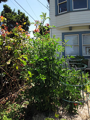 tomato plant? tomato plant