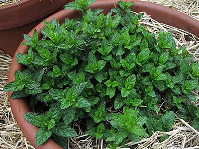 garden mint garden mint