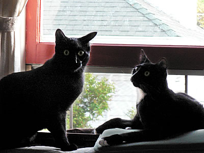 kitties in the window