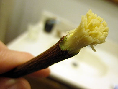 Neem chew stick toothbrushes Neem chew stick toothbrushes