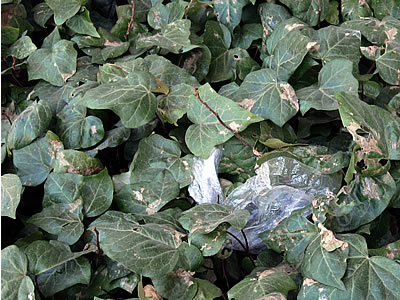 plastic bag in the bushes