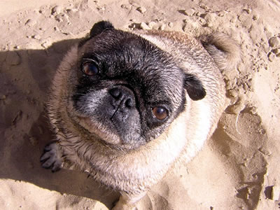 a little pug named Sadie a little pug named Sadie