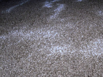 salt on carpet for fleas salt on carpet for fleas